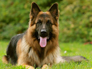 German Shepherd Female